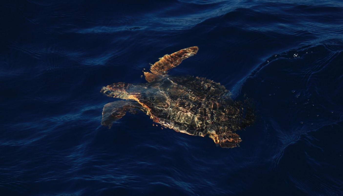 Caretta caretta | Foto AMP Isole Egadi
