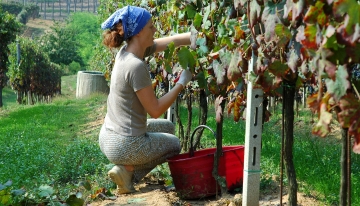 Momento della vendemmia  | Foto R. Borra (arc. CeDrap)
