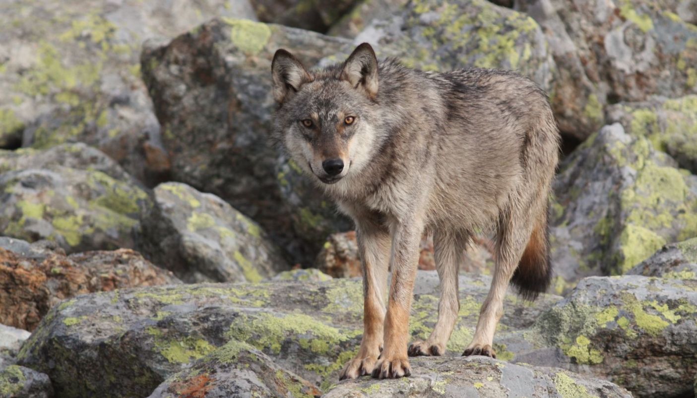 Lupo adulto  | Foto M. Sartori