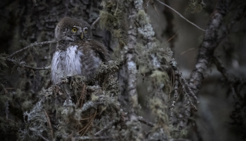 Civetta nana - Foto A. Avagnina 