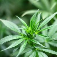 Cannabis lungo il Po nel torinese
