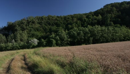 Panorama nel SIC del Bosc Grand, non lontano dall'Area protetta del Bosco del Vaj, sulla collina torinese il rilievo boscato fa da sfondo ad un campo di grano coltivato e gi&agrave; maturo | Foto T. Farina / CeDrap