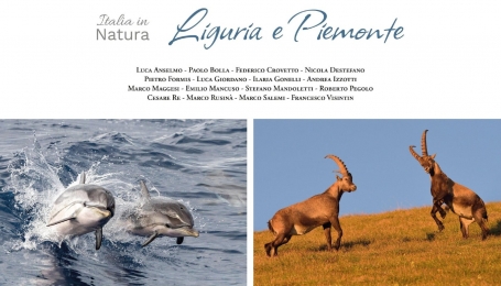 Stenelle e stambecchi - Foto di Andrea Izzotti e Luca Giordano