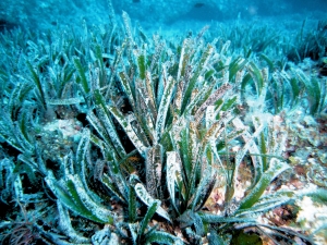 Posidonia oceanica