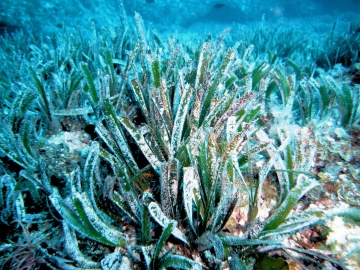 Volontari per la Posidonia