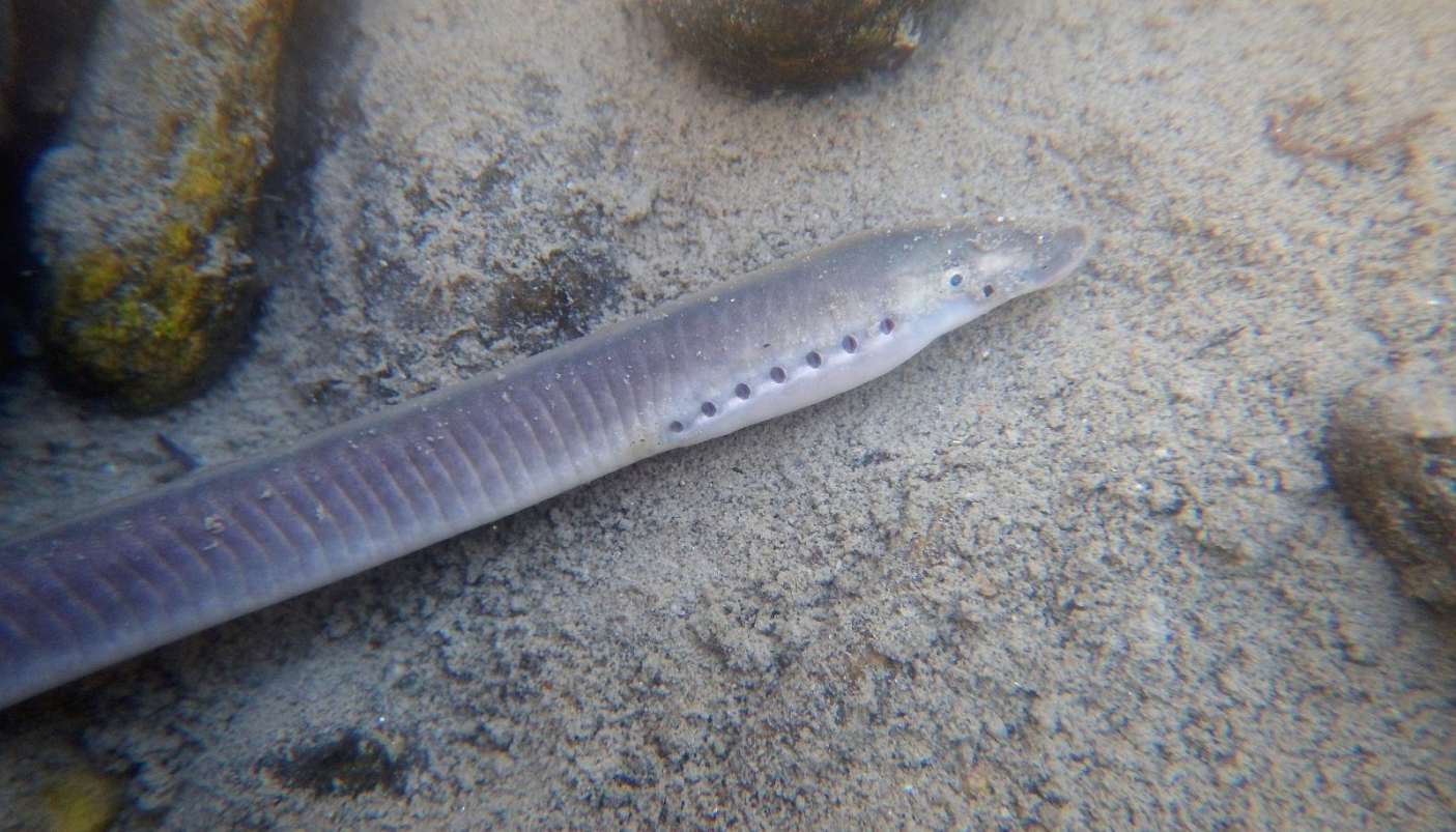 Esemplare di Lampreda - Foto Pixabay