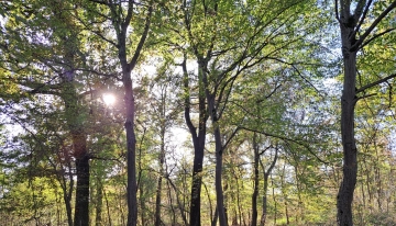 Uno scatto nel bosco delle Sorti della Partecipanza | Foto R. Amelotti 