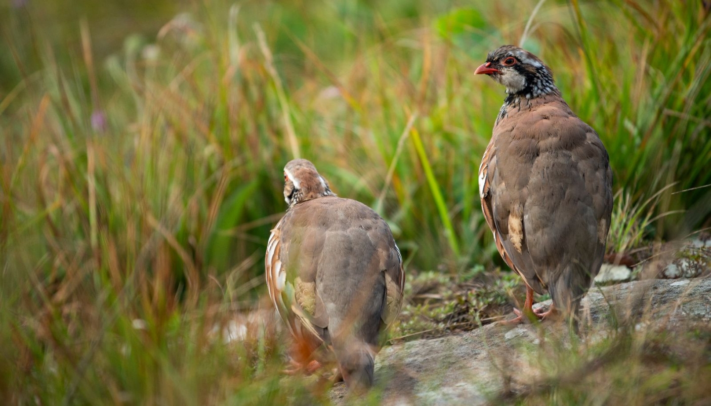 Pernice rossa, il galliforme che ama la compagnia