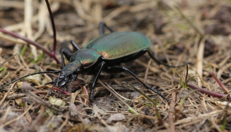 Esemplare di Carabus cychroides - Foto p.g.c. EGAP delle Alpi Cozie