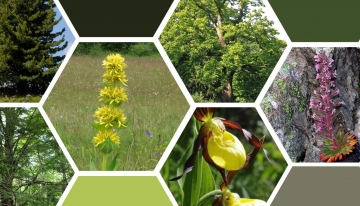 La flora dei parchi naturali del Piemonte