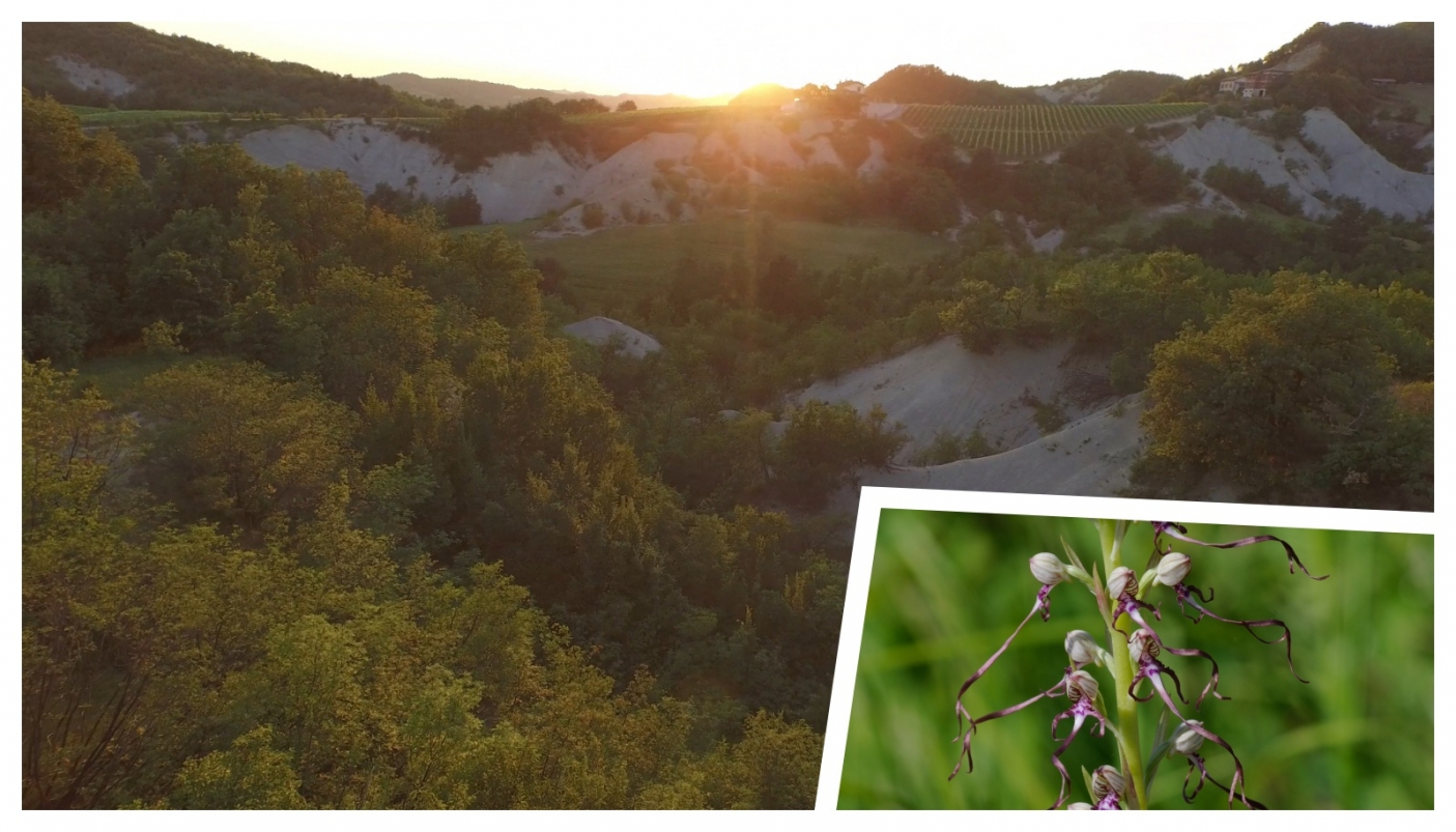 I calanchi (foto M. campora); nel riquadro, l'orchidea Himantoglossum adriaticum (foto G.Gola) 
