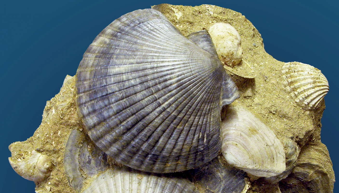 Pecten nigromagnus, Pliocene inferiore - Foto arch. EGAP del Paleontologico dell'astigiano 