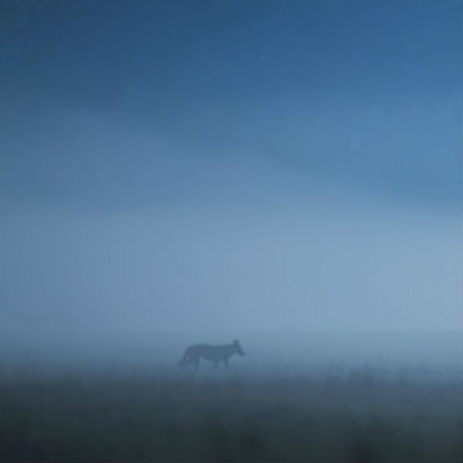 L'apparizione fugace di un lupo vince 'Fotografare il parco'