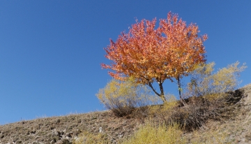 Il fascino del foliage
