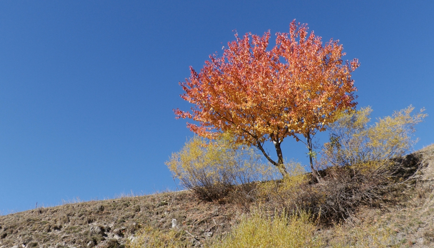 Il fascino del foliage