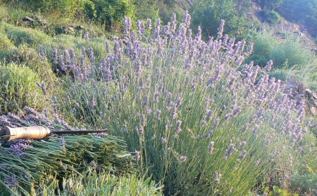 La lavanda sui territori terrazzati della Val di Susa - foto Archivio Brusafer 