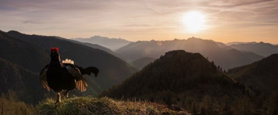 Il canto d'amore del gallo forcello vince  "Fotografare il Parco"