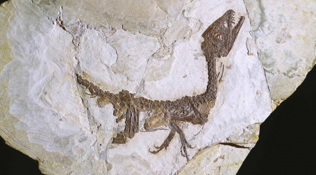 L'esemplare di Scipionyx samniticus con i tessuti molli visibili (di colore ocra)  