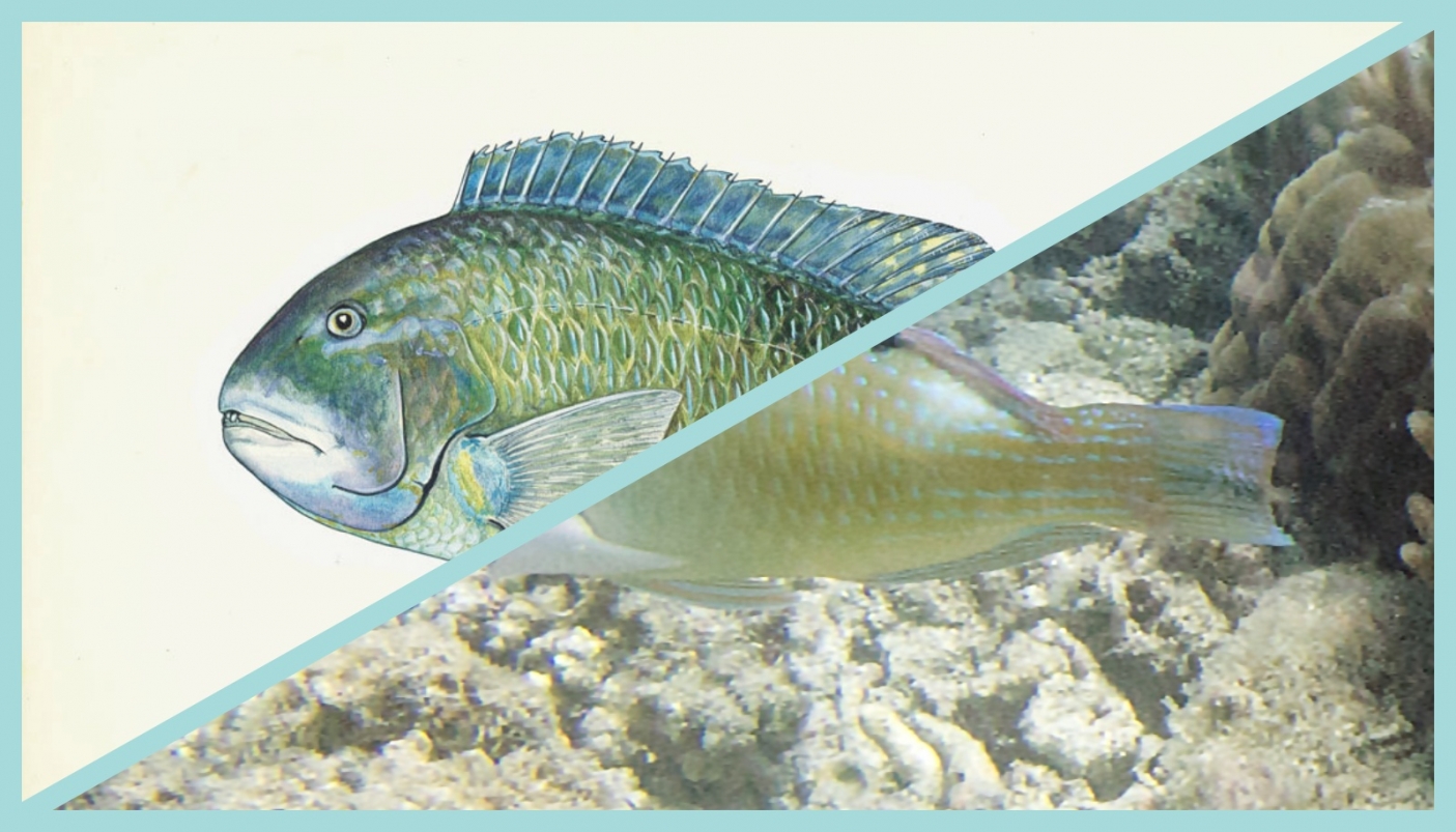 Storia del pesce verde che sa usare il martello