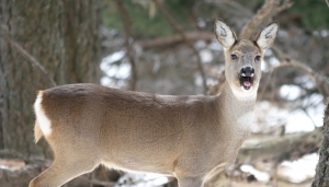 Due occhi nella neve
