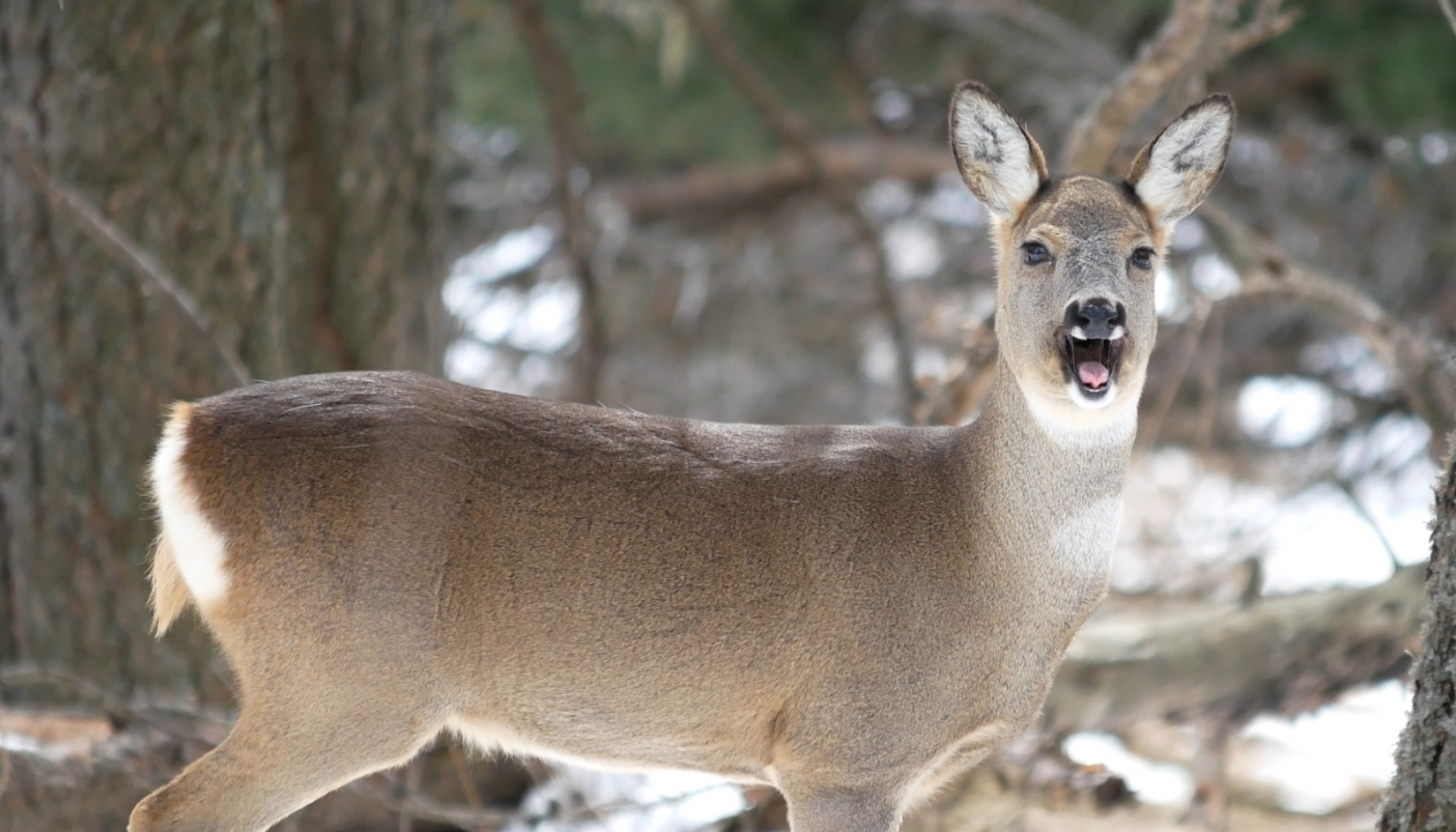 Due occhi nella neve