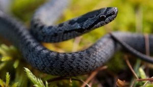 Il colubro che si finge vipera
