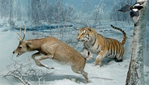 Una tigre siberiana insegue un cervo sika nella riserva di Kedrovaja Pad&rsquo; -  Foto G. Bardelli/MSNM