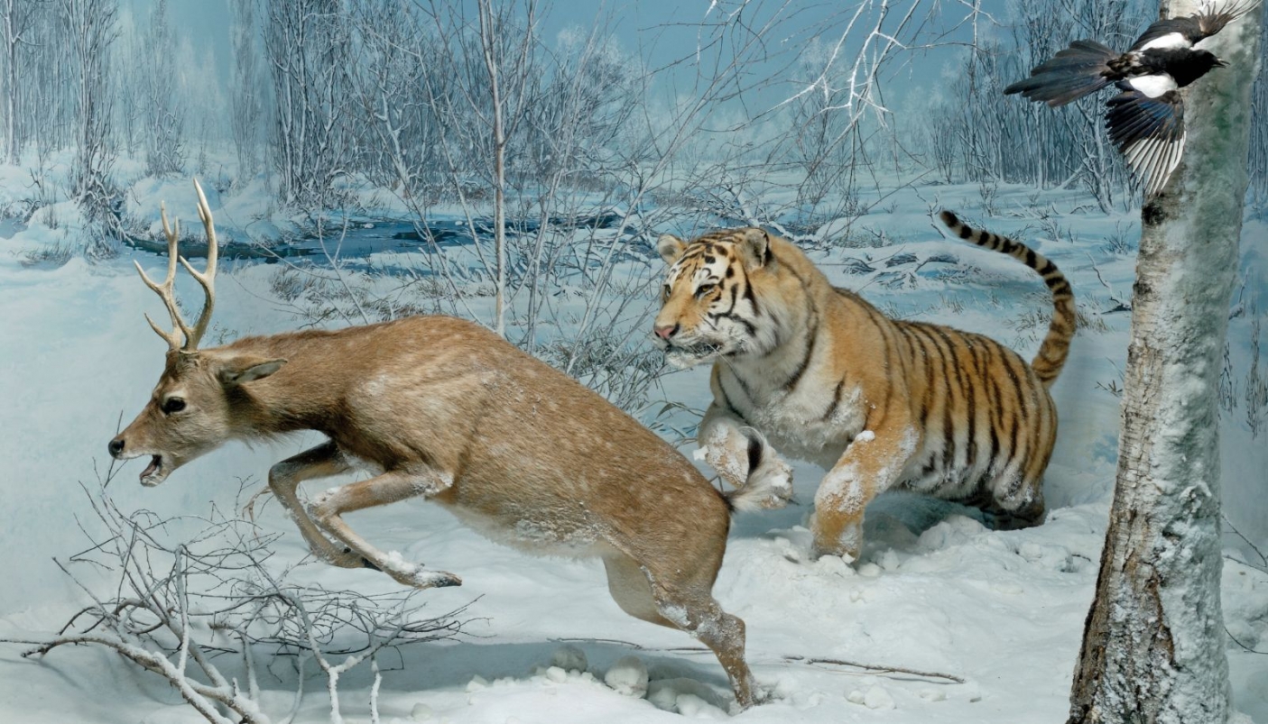 Una tigre siberiana insegue un cervo sika nella riserva di Kedrovaja Pad&rsquo; -  Foto G. Bardelli/MSNM 