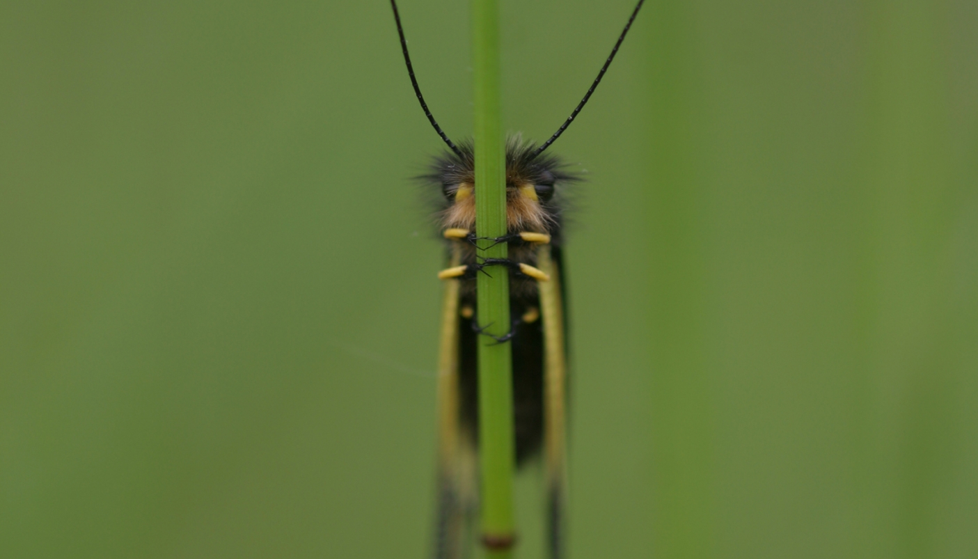 Anche gli insetti 'giocano' a nascondino
