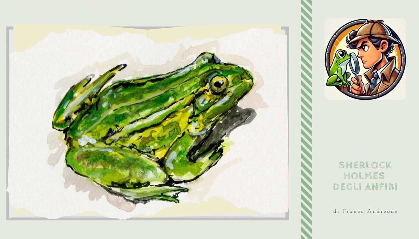 Disegno di F. Andreone 