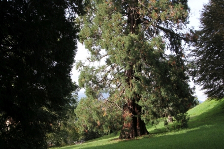 Sequoiadendron giganteum, Parco di Villa Piazzo, Pettinengo (BI)  