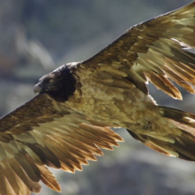 Prendono il volo due gipeti nati nel Gran Paradiso