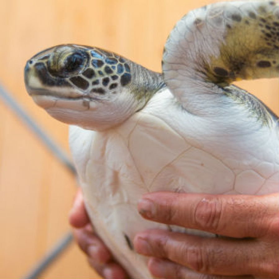 Torre Guaceto, quando biodiversit&agrave; e turismo convivono