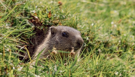 Marmotta che fa capolino dalla tana  | Foto Pixabay