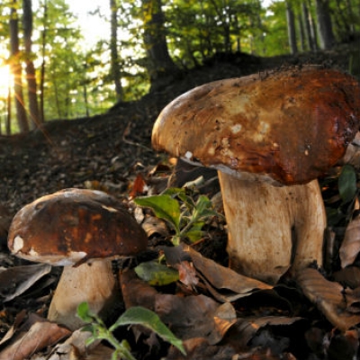  F. Tomasinelli (arc. Parco naturale Alpi Marittime)