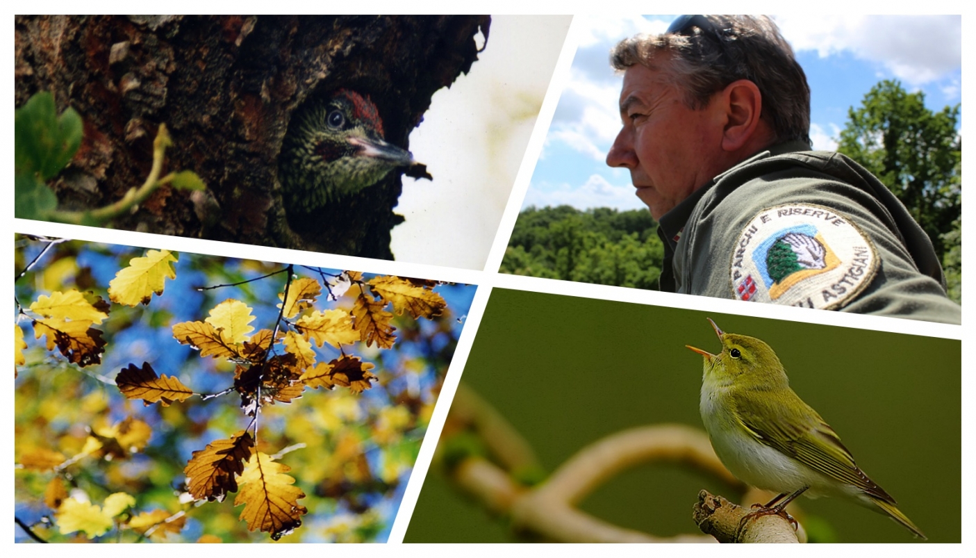 In senso orario: picchio verde, un guardiaparco, lu&igrave; verde, foglie di rovere.  | La foto del lu&igrave; verde &egrave; di Steve Garvie from Dunfermline, Fife, Scotland - Wood Warbler (Phylloscopus sibilatrix), CC BY-SA 2.0. Le altre sono dell'archivio del parco. 