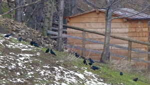 Quattordici gracchi dal becco corallino