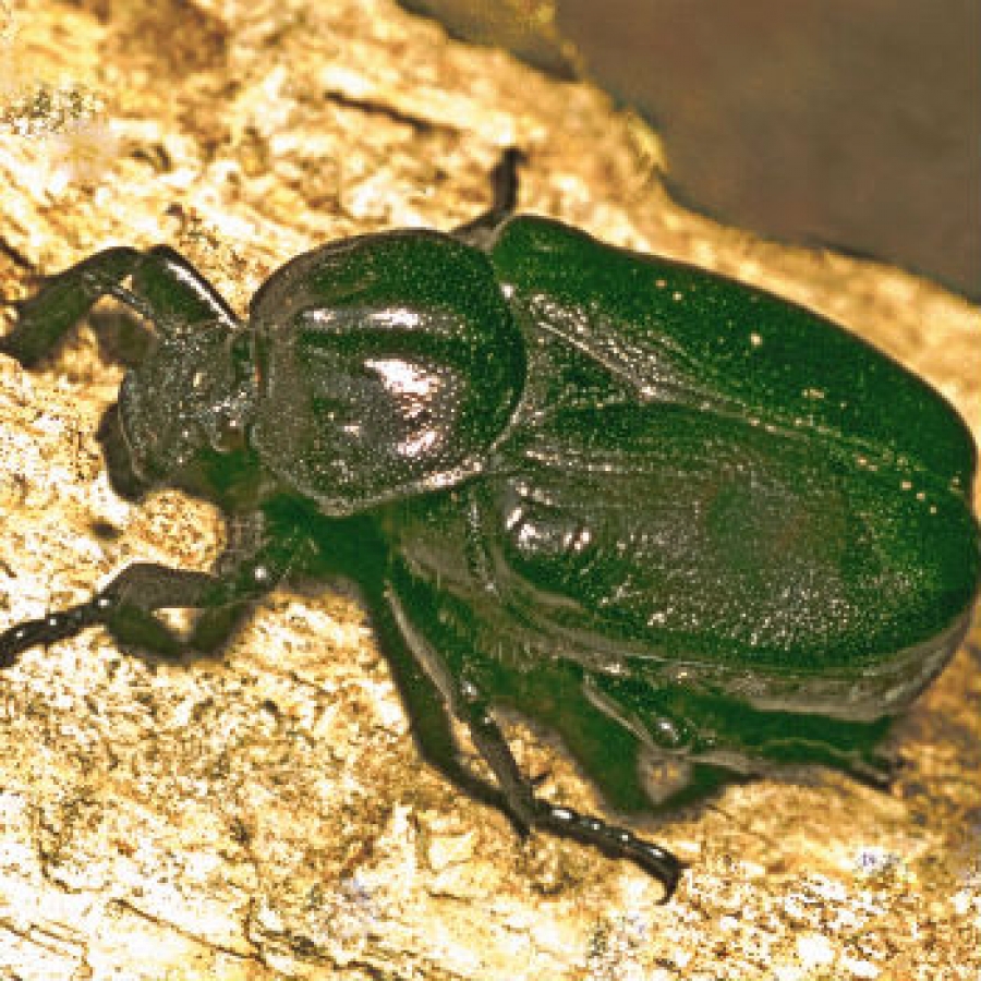 Alla Mandria, il viale monumentale del coleottero eremita