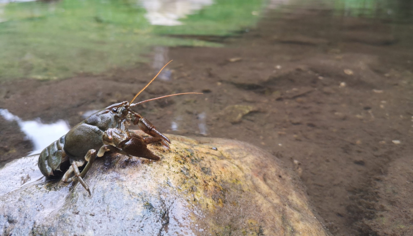 Gambero di fiume - Foto M. Tolosano 