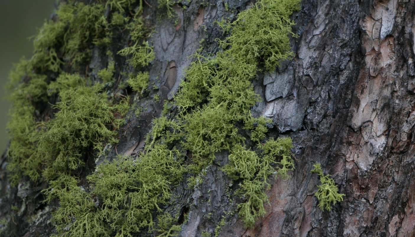 Letharia vulpina a Saret del Campo (foto L Giunti)