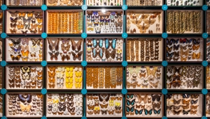 Collezione Don Boarini (particolare)