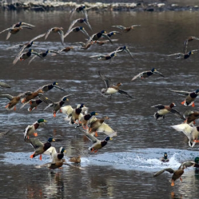 Tutti in volo al Parco del Ticino