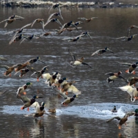 Tutti in volo al Parco del Ticino
