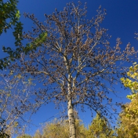 Augusta Bagiennorum, storia e natura a portata di piede