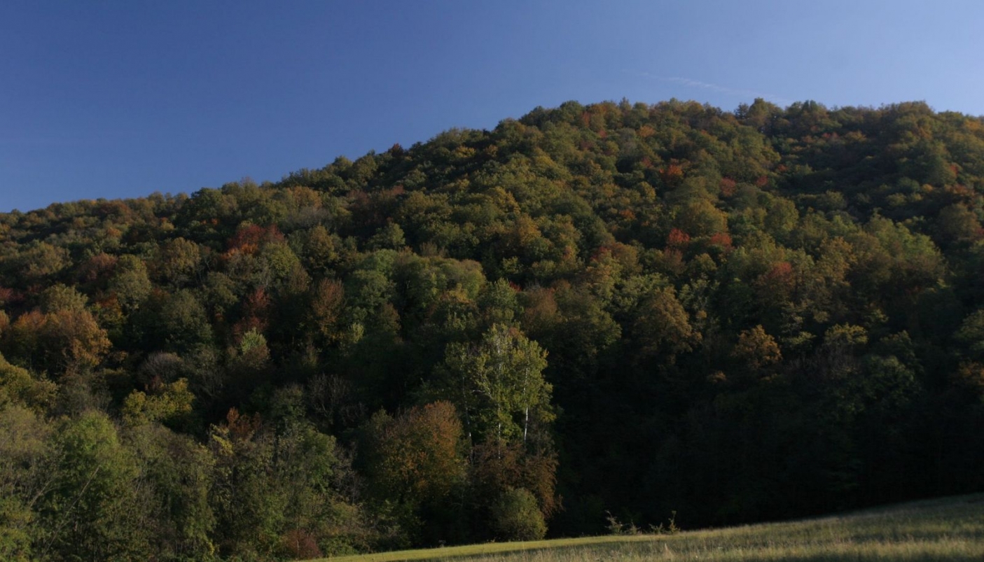 Il Bosco del Vaj sulla collina torinese - Foto T. Farina 