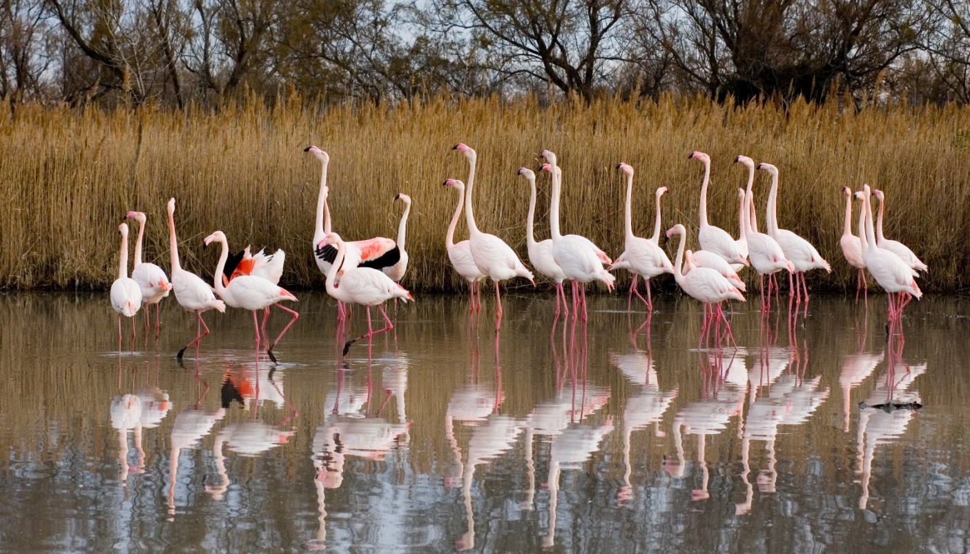 Grosso gruppo di fenicotteri in zona umida | Foto L. Ghiraldi - CeDrap 