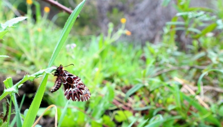 Farfalla di San Piero (Zerynthia cassandra)  in una delle aree ripulite dagli scienziati all'isola d'Elba.  Foto A. Bordoni