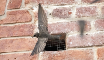 Rondone pallido - Foto di Batti Gai 