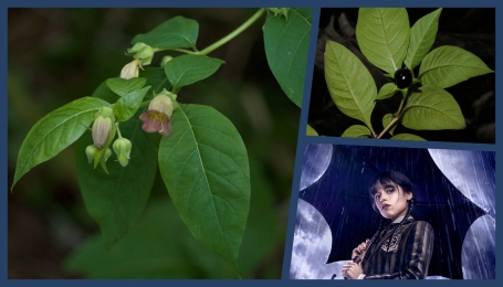 Fiori e frutti di Atropa Belladonna | Foto G. Gola (Archivio APAP)