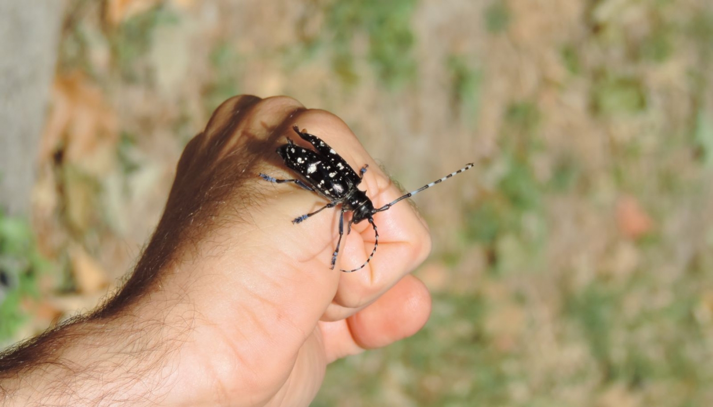 Foto Settore Fitosanitario di Regione Piemonte 